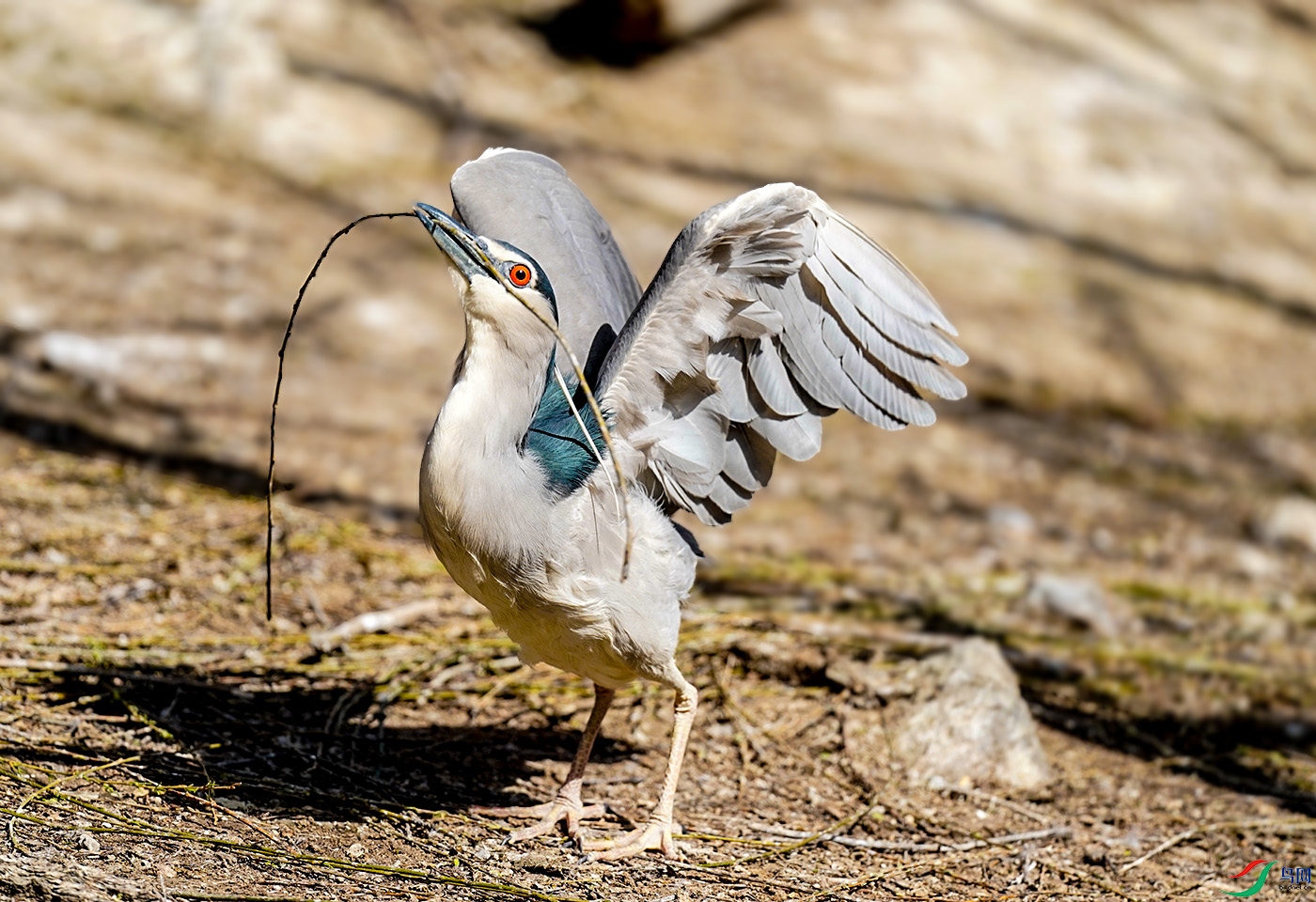 叼树枝准备筑巢