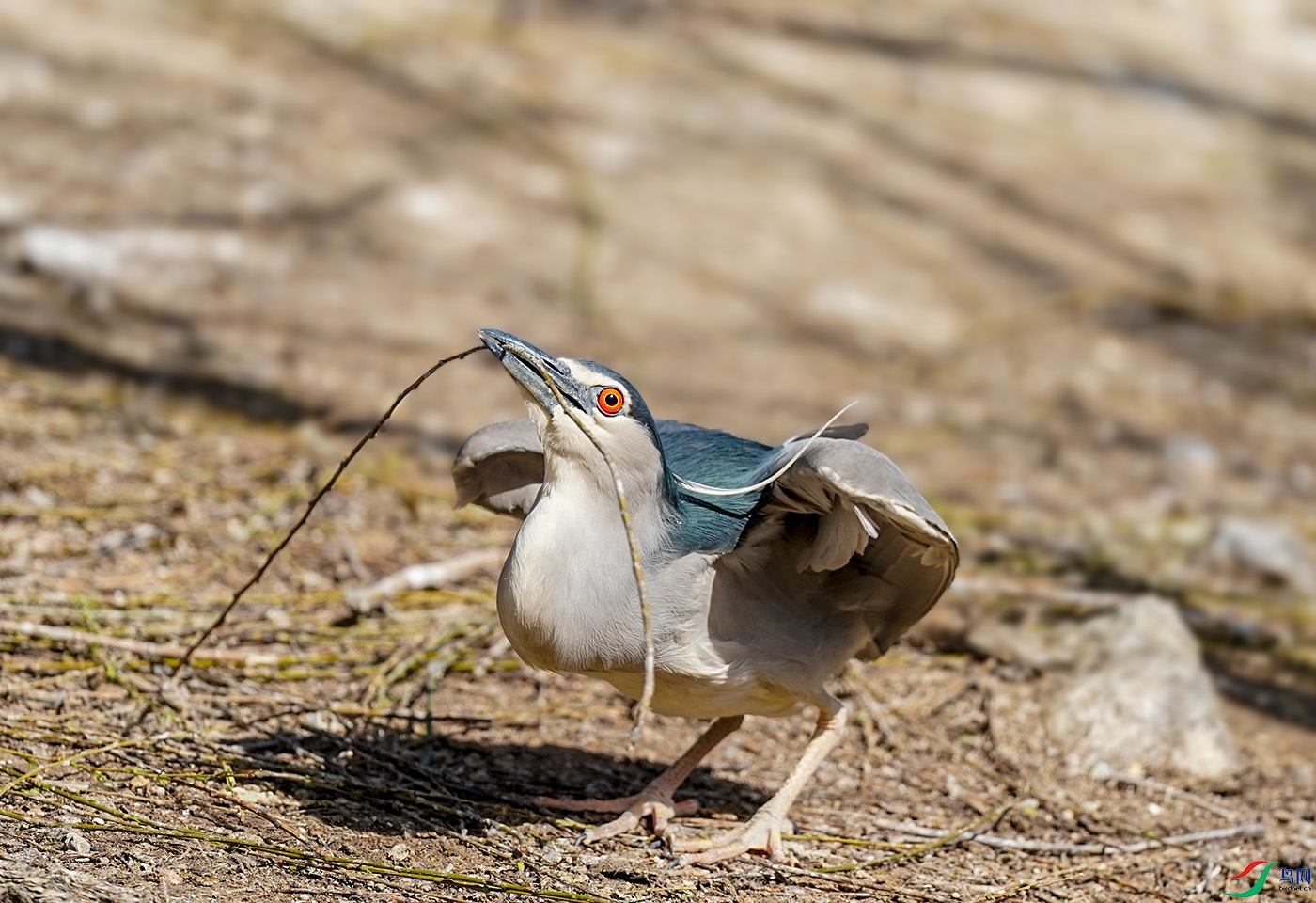 叼树枝准备筑巢