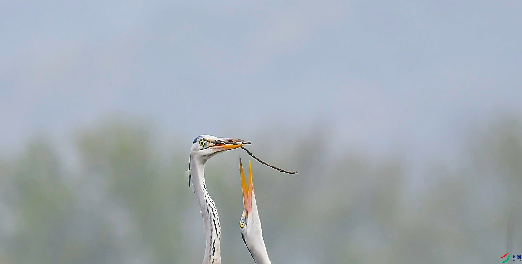 DSC_6321_����.jpg