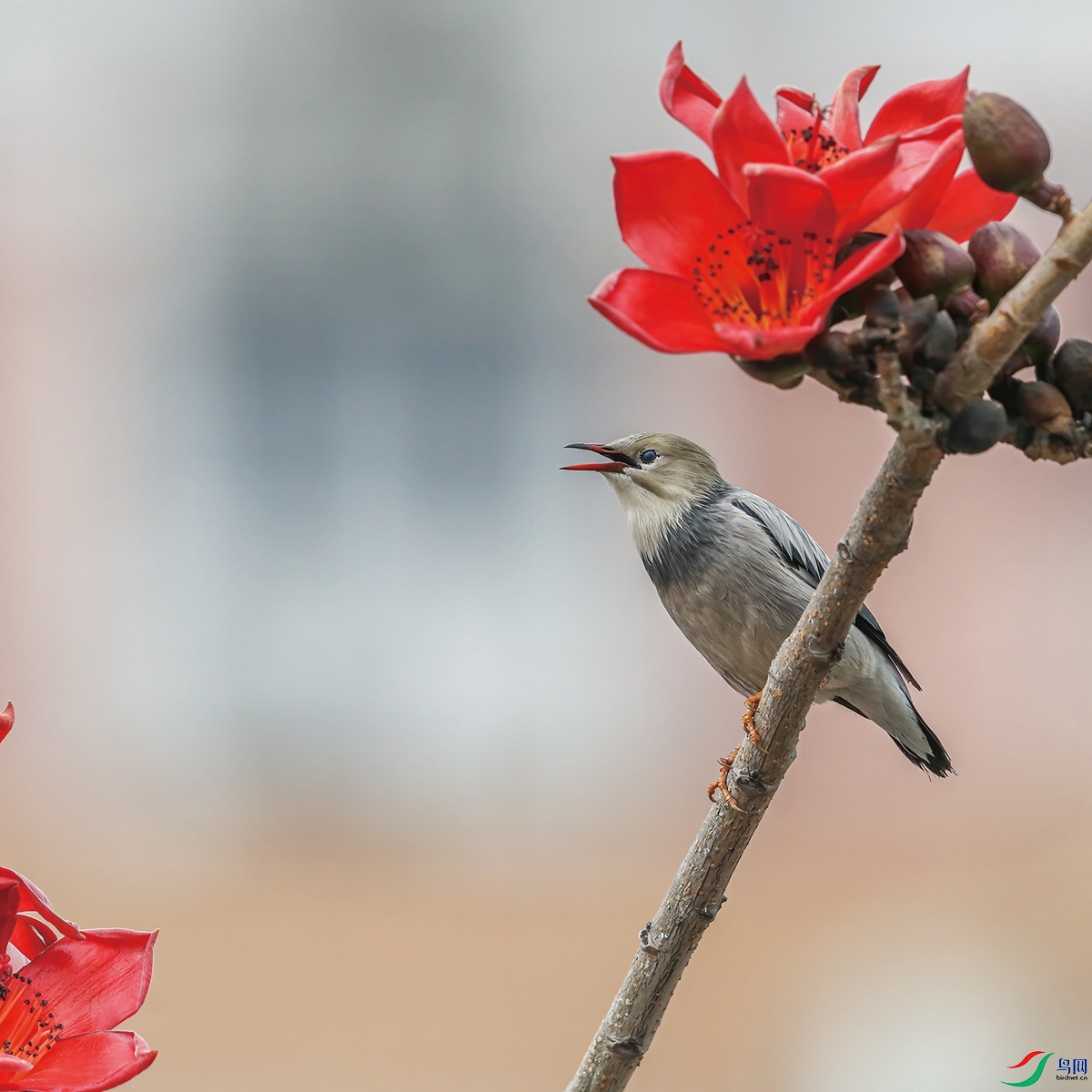 木棉花鸟