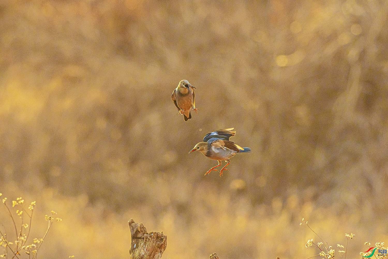 DSC_5604.jpg