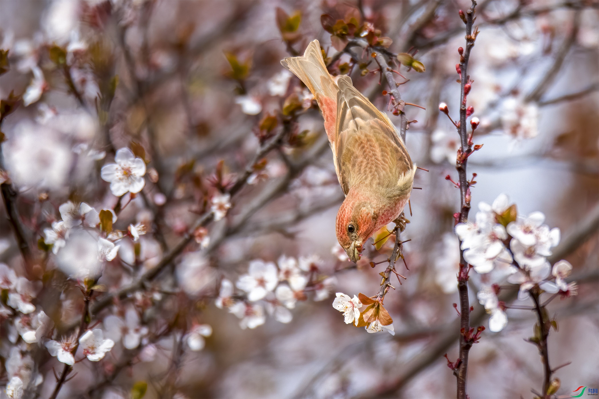 DSC_4104-1.jpg