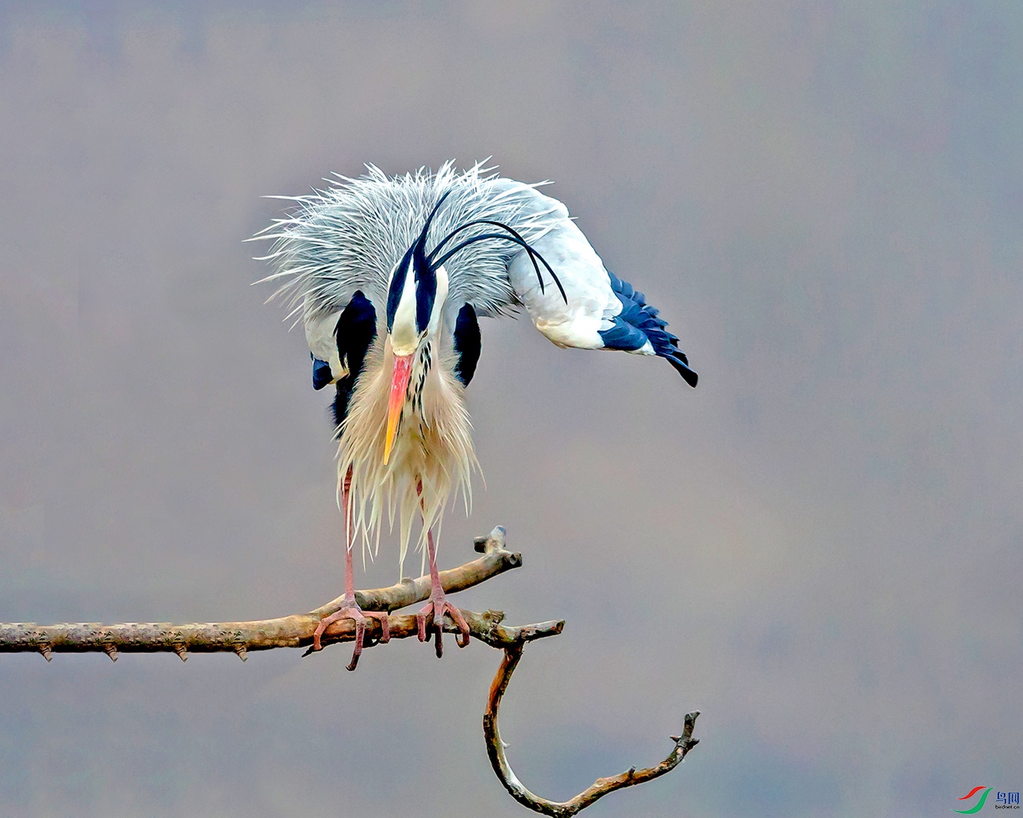 苍鹭长了繁殖羽(祝贺荣获首页鸟类精华)