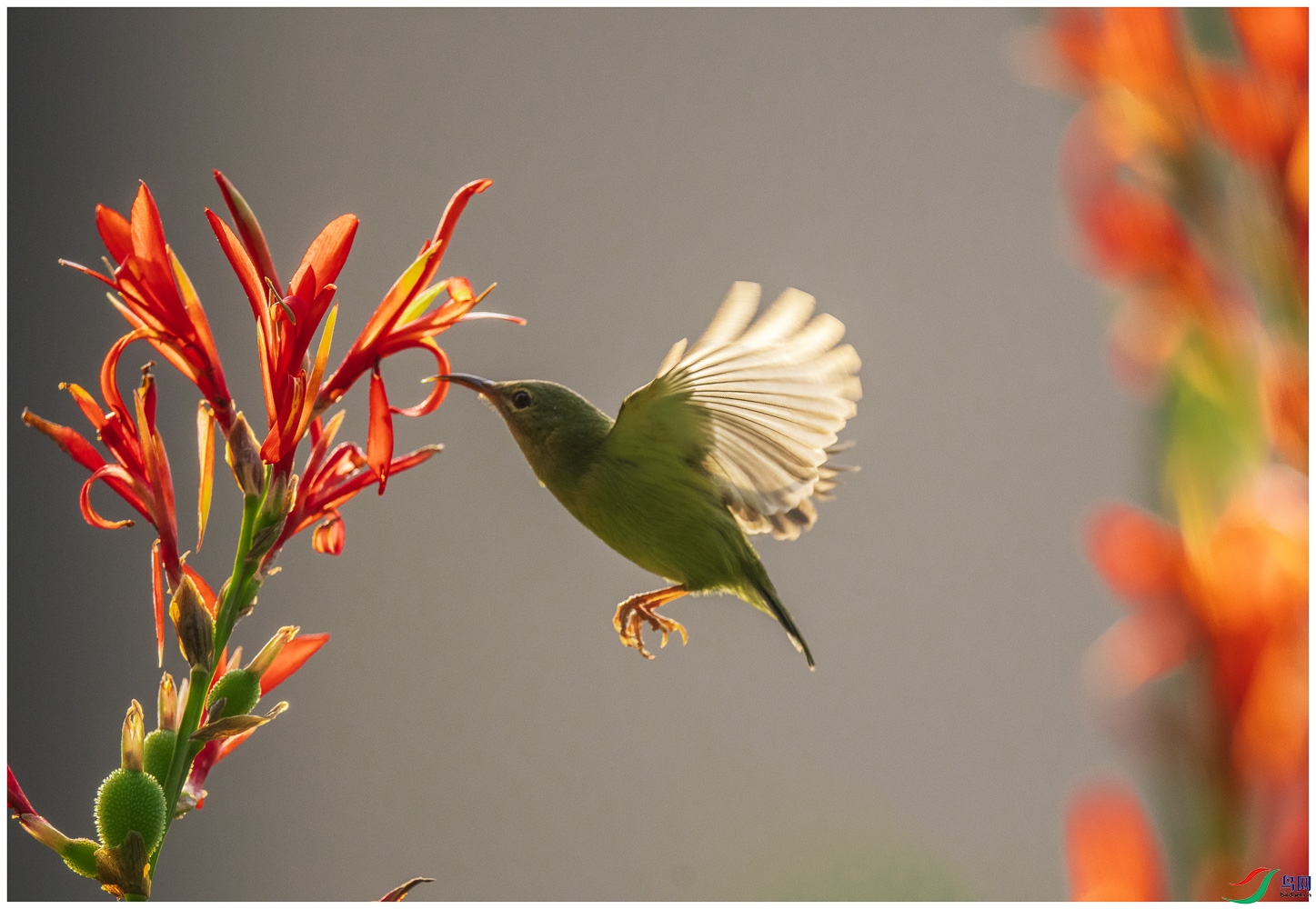 ��β̫����