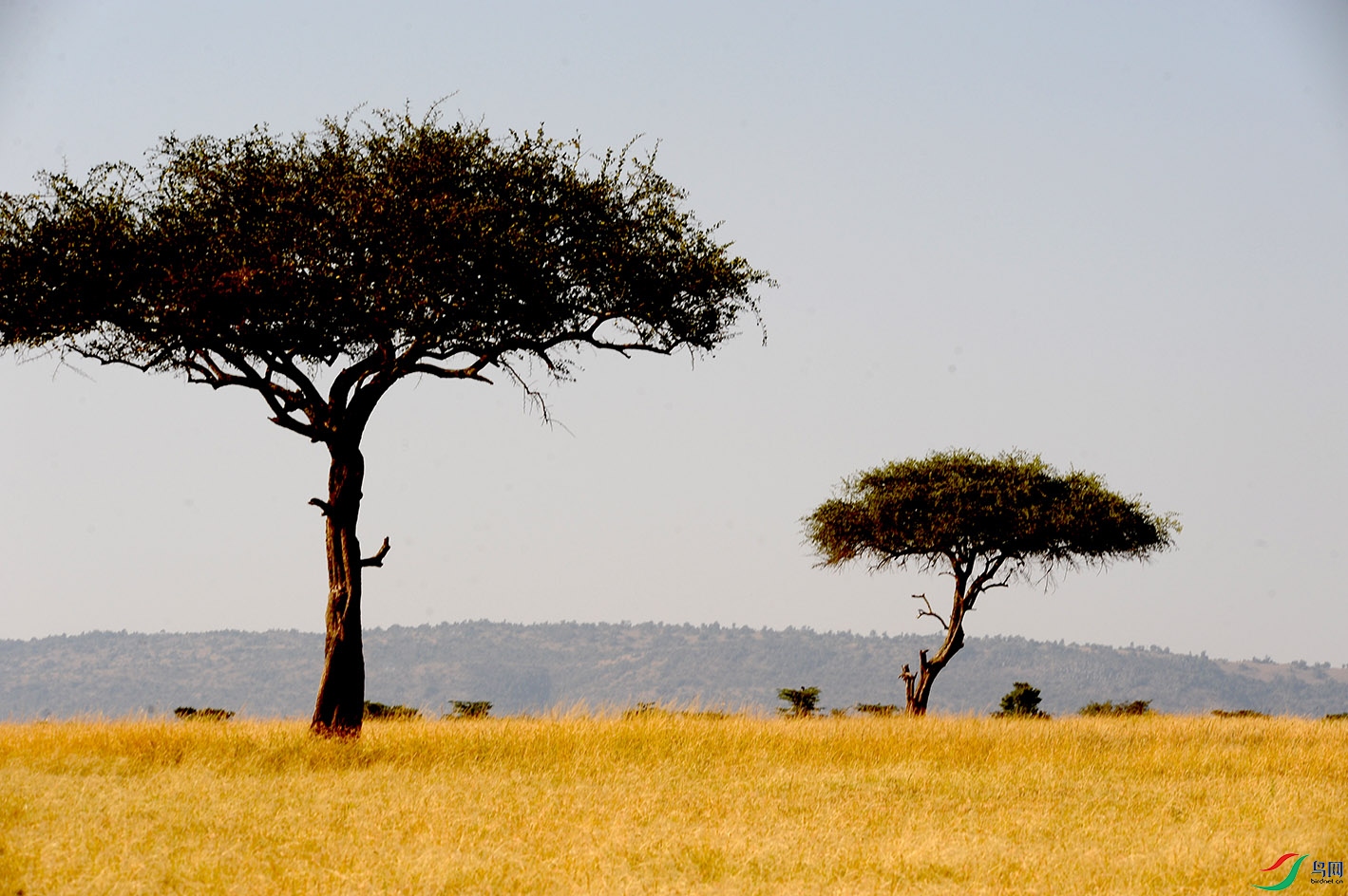 非洲自然风光4