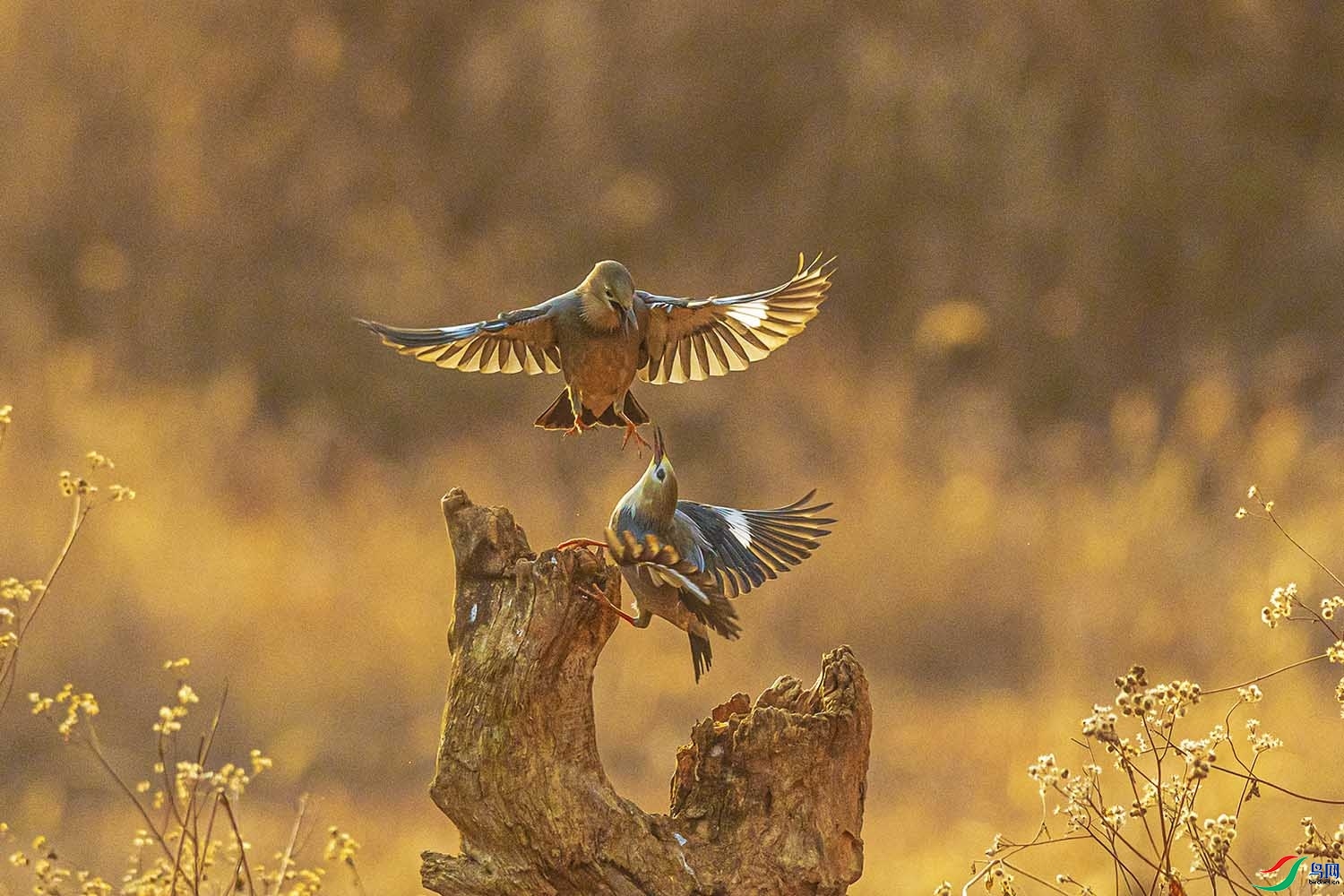 062426c5fbta8bi4na55z0 (1).jpg