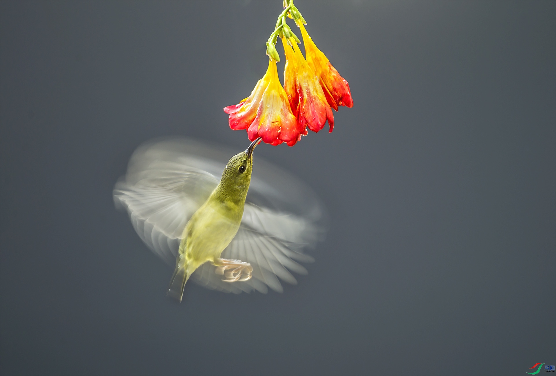小旋风 (祝贺老师作品荣获鸟网首页精华)