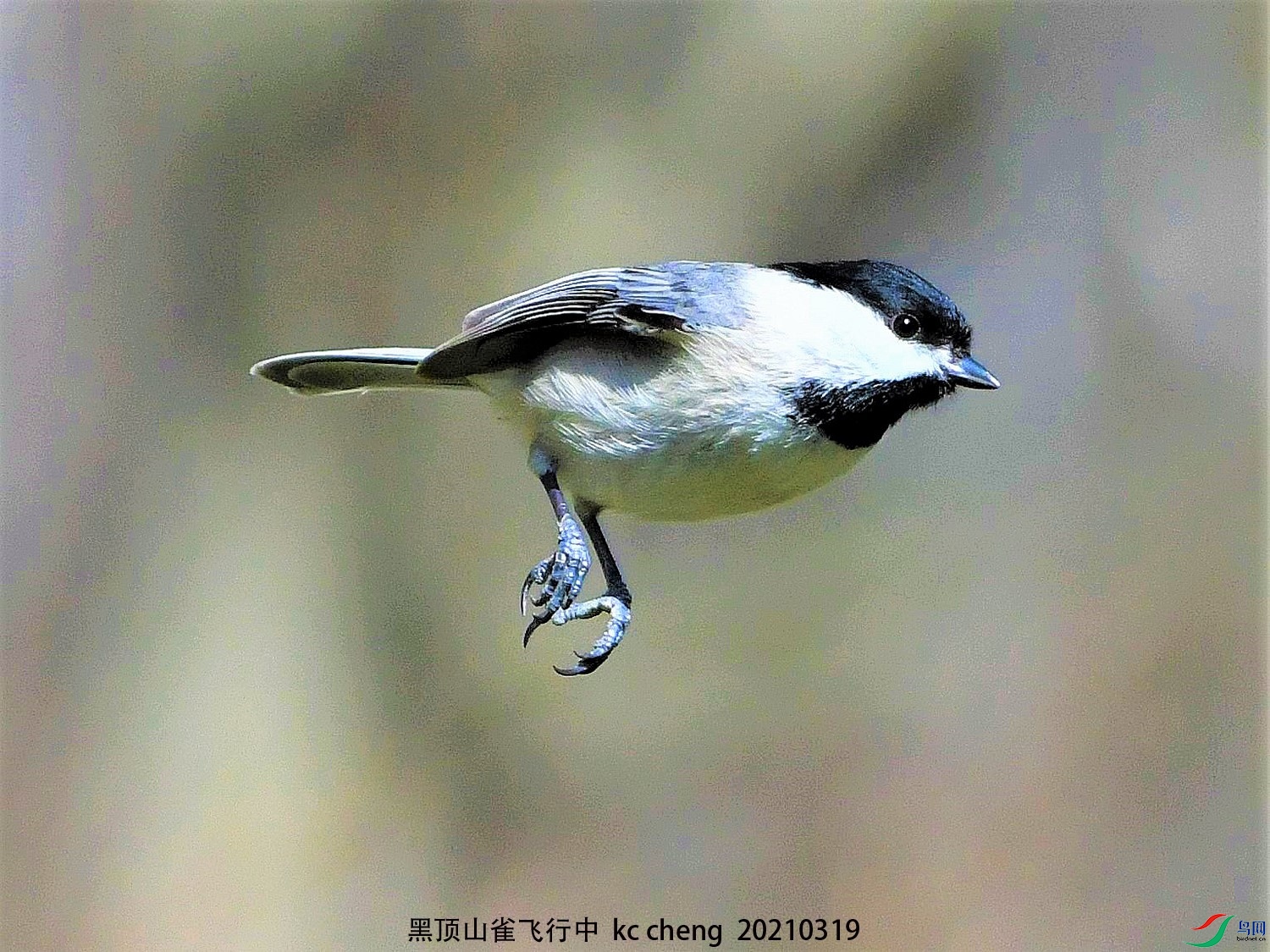 黑顶山雀飞行中