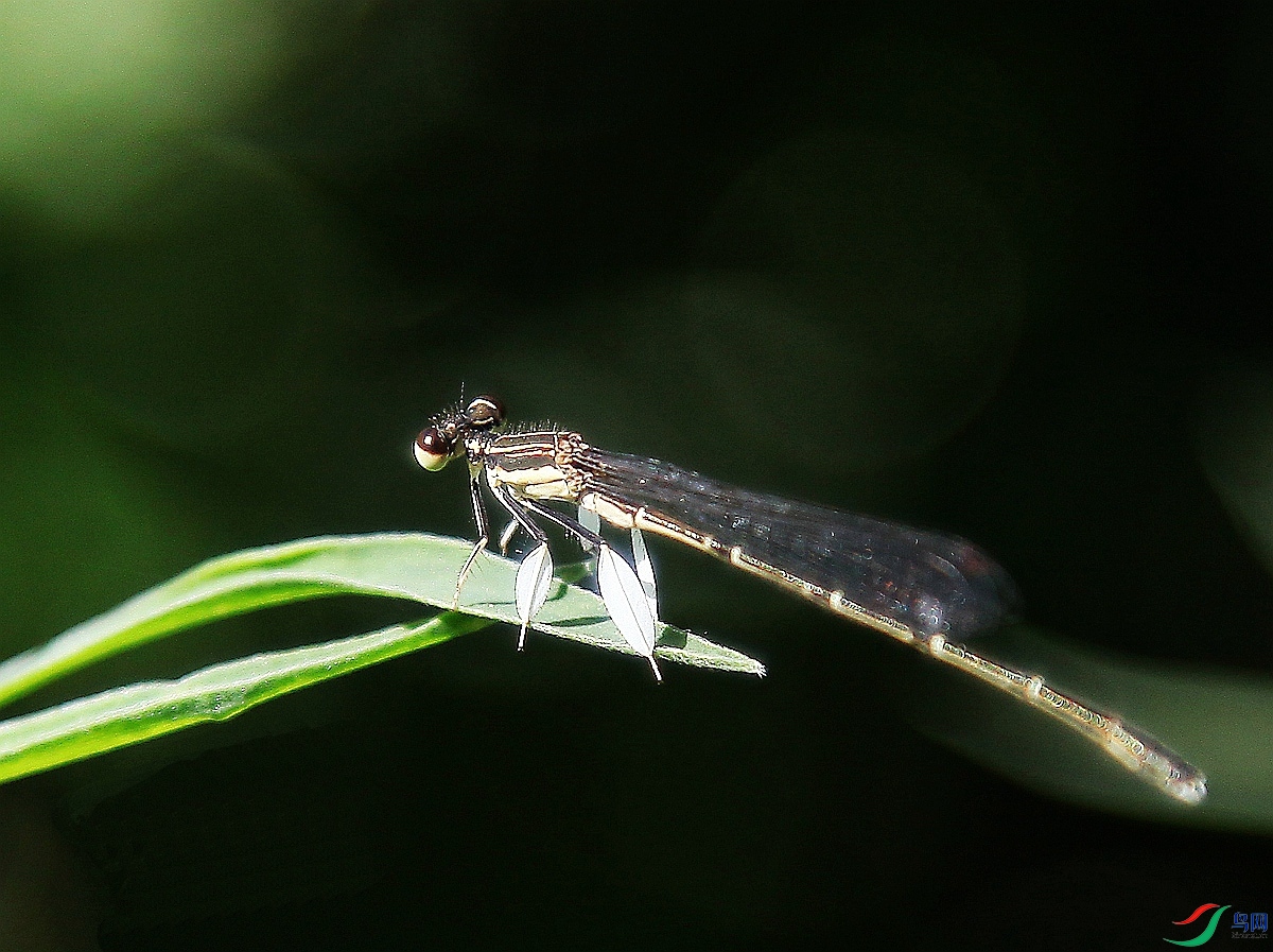 长有树叶状怪异腿的豆娘