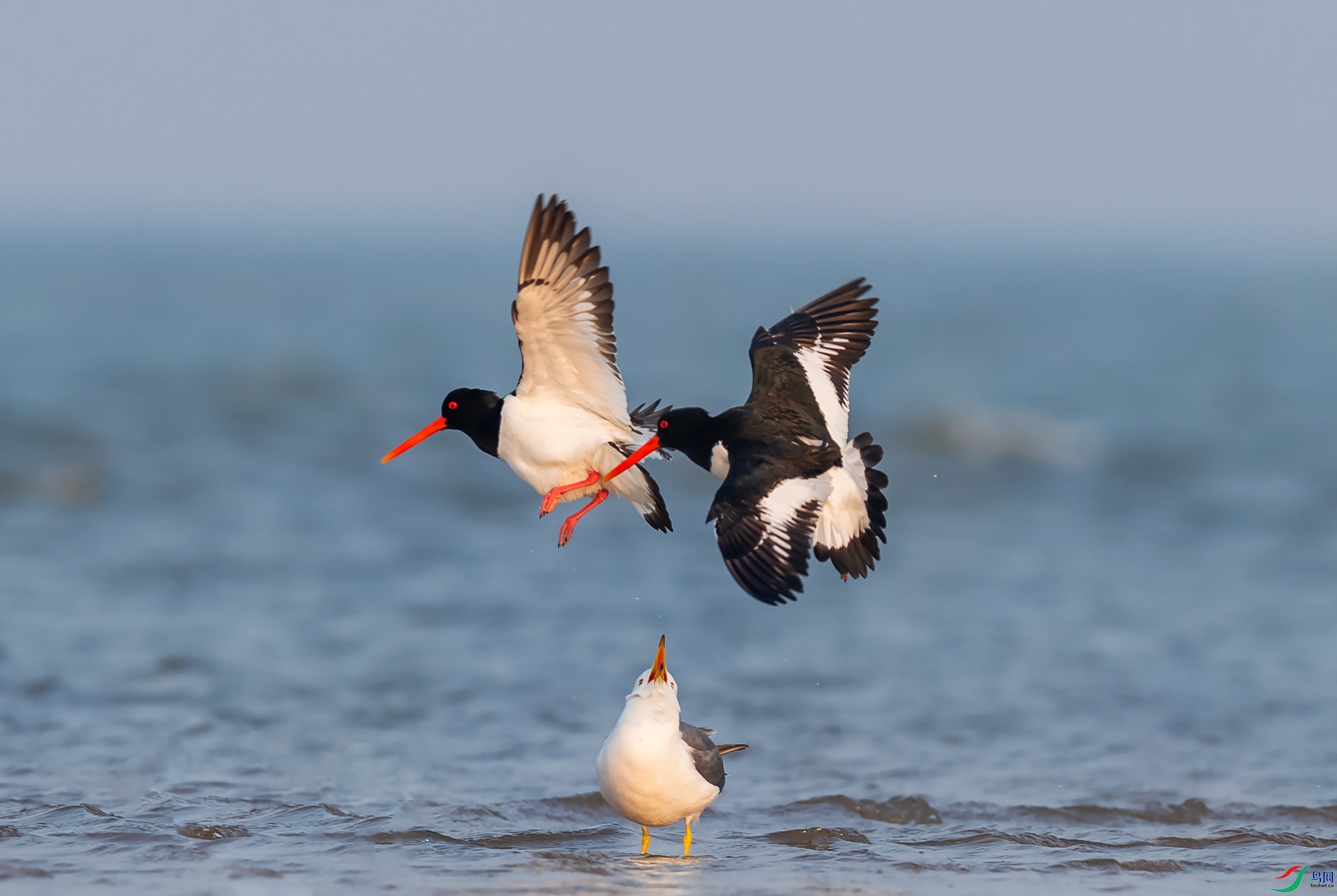 �����뺣Ÿ