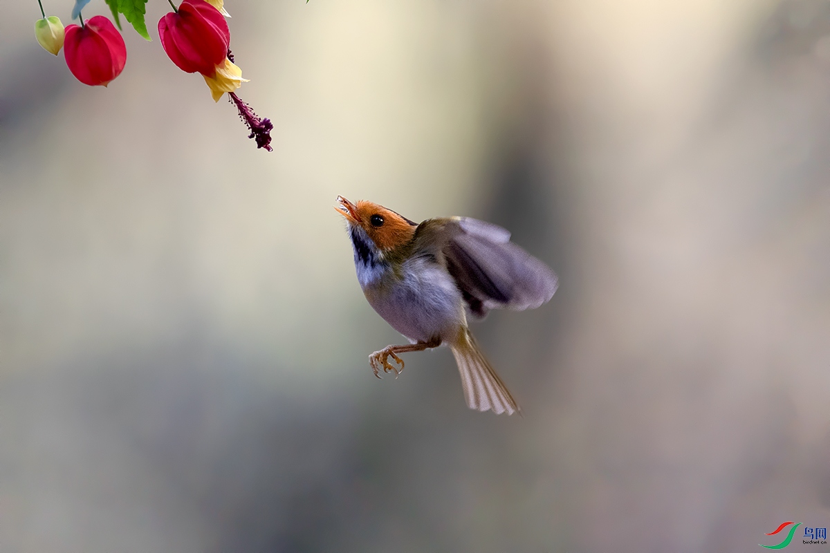 DSC_p9833.jpg