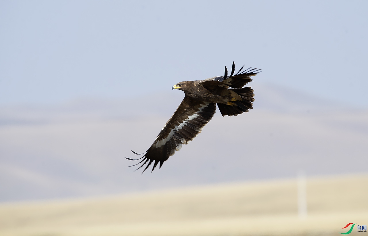 DSC_8181-0-0.jpg