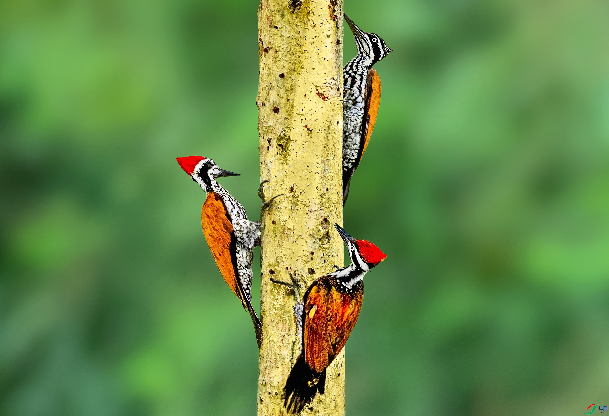 大金背啄木鸟(恭贺老师佳作荣获首页精华)