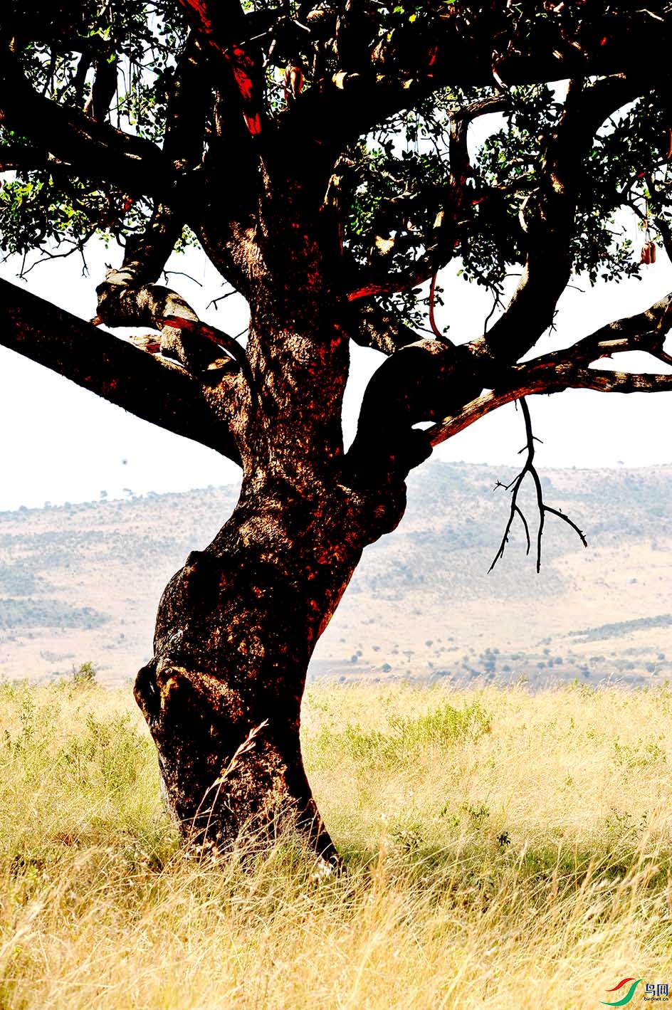 非洲草原"香肠树"