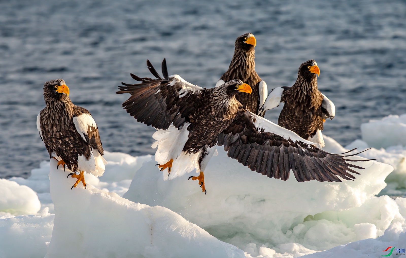 猛禽威武的虎头海雕祝贺老师佳作荣获vip综合精华