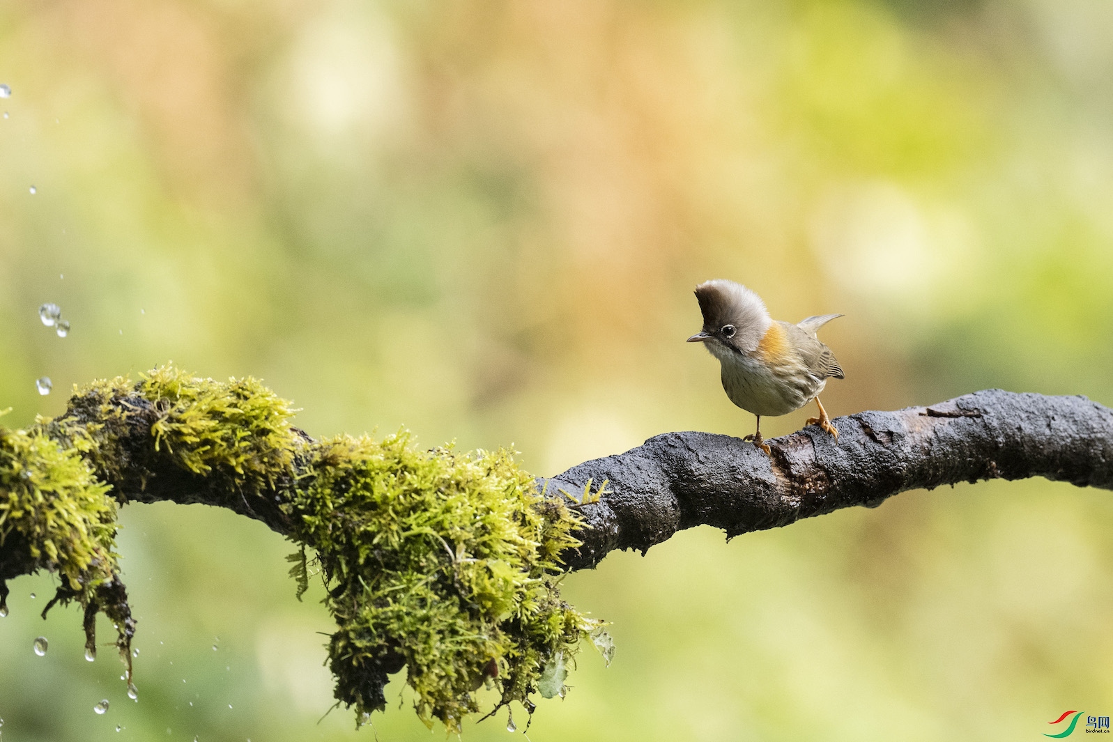 �����Ļƾ�����