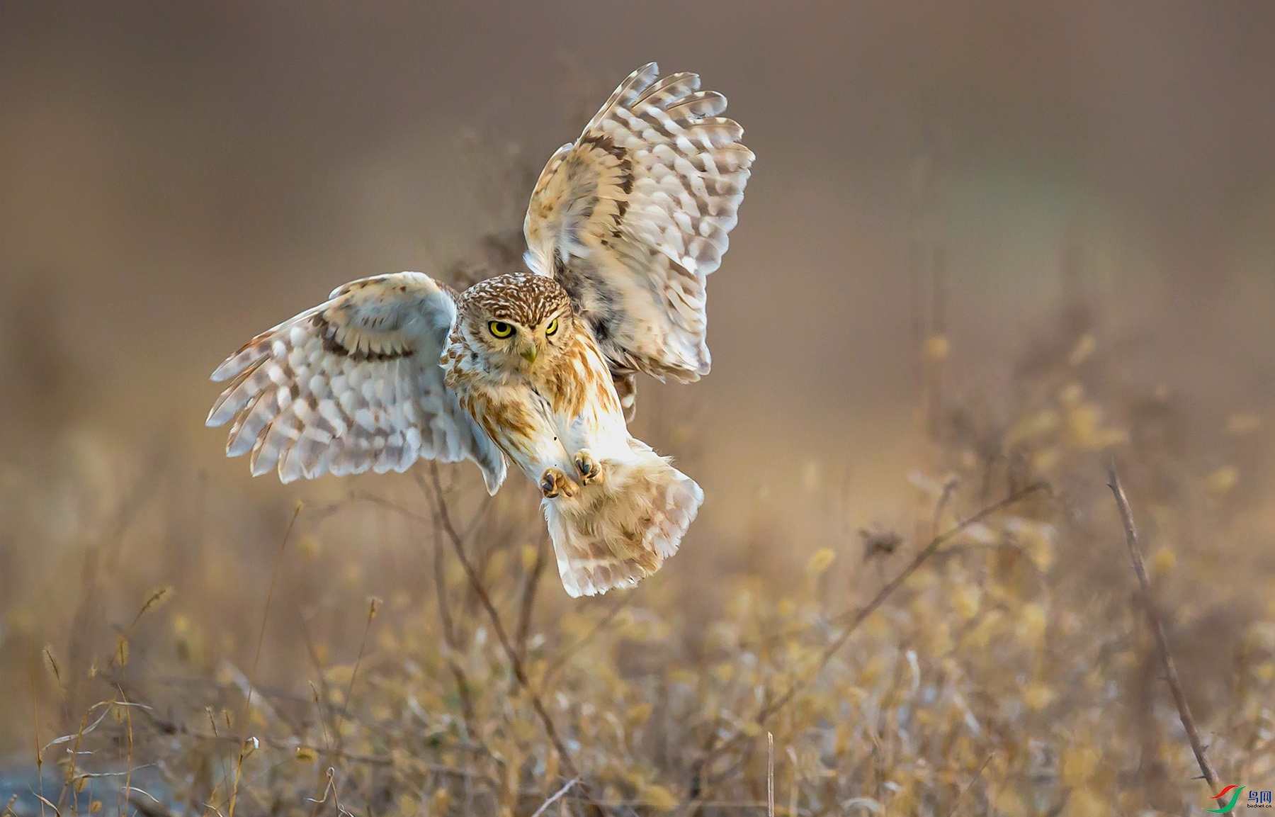 ���Ƹ�С�^