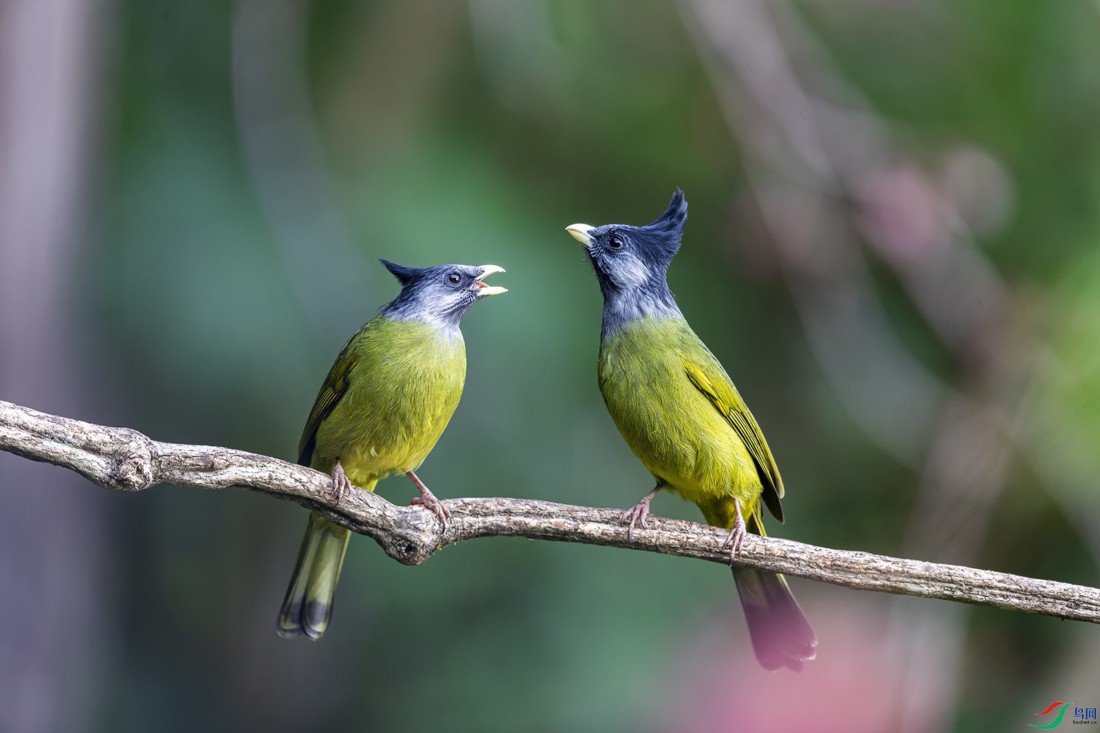 鳳頭雀鵯