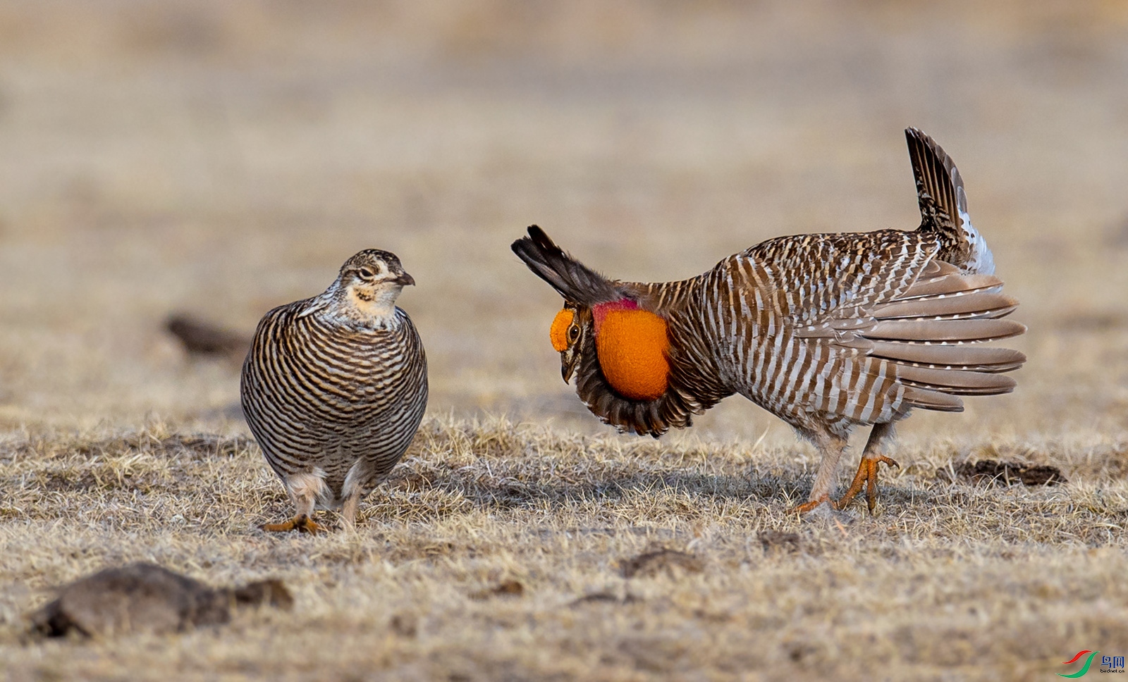 求爱(草原松鸡)(贺获vip佳作)