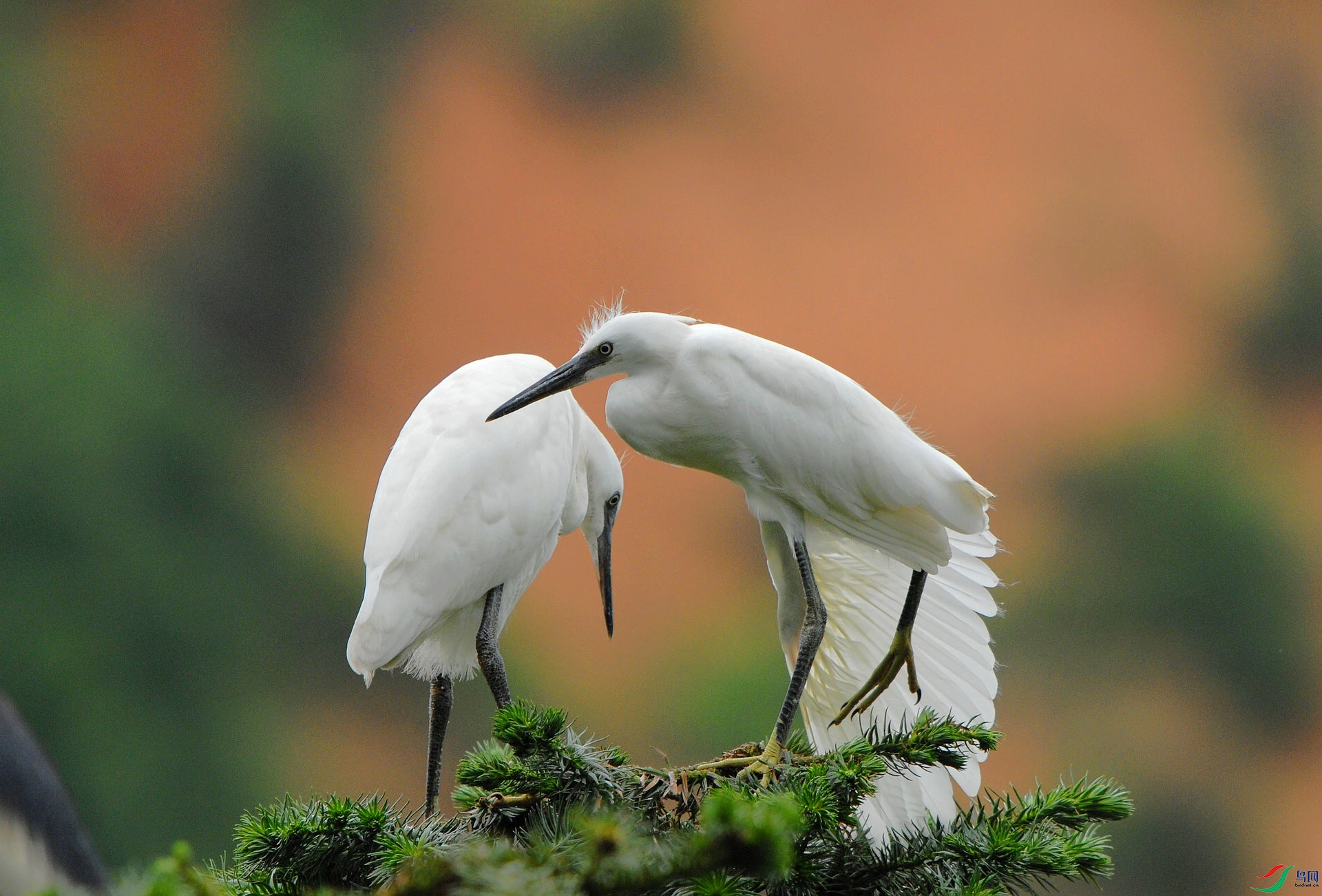 两只白鹭