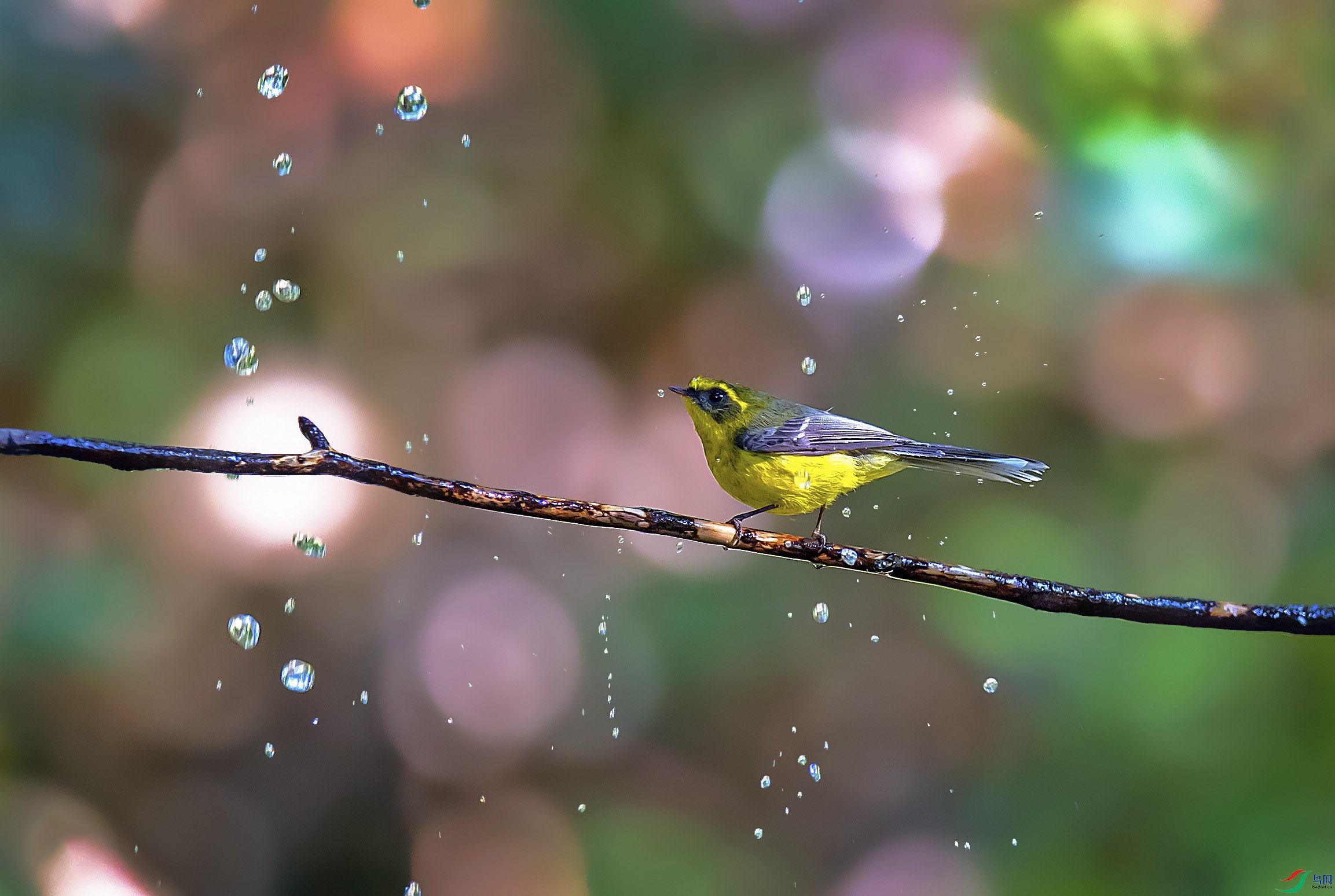 ������� �῵_����.jpg