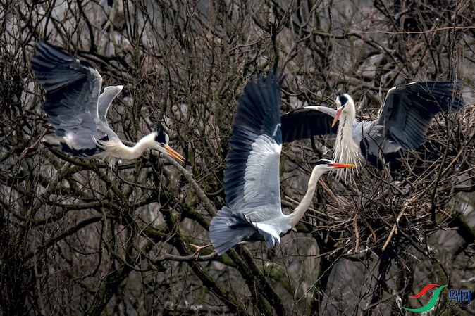 ���������ߣ����أ�