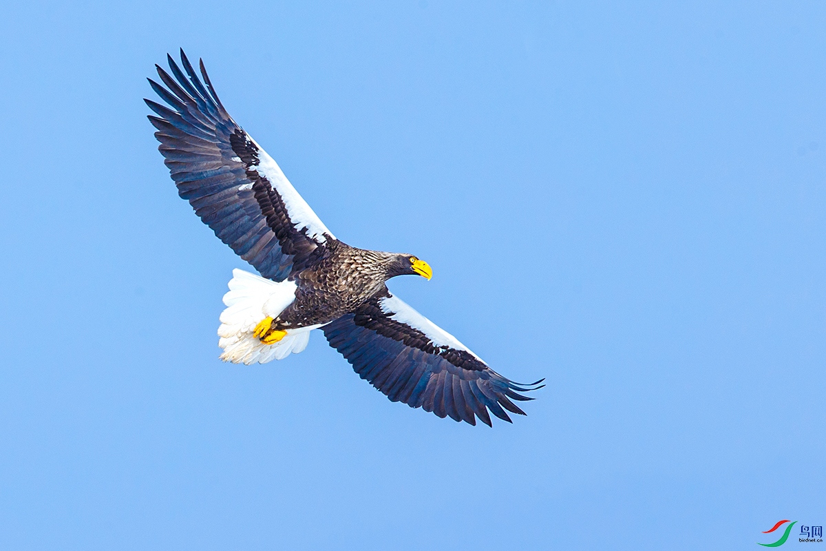 凌空翱翔虎头海雕