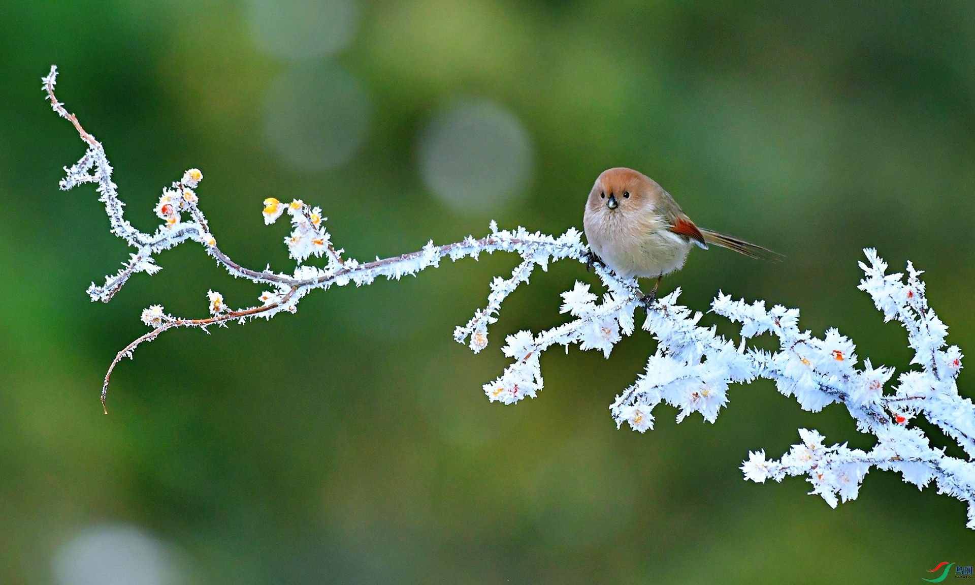 ڡ������