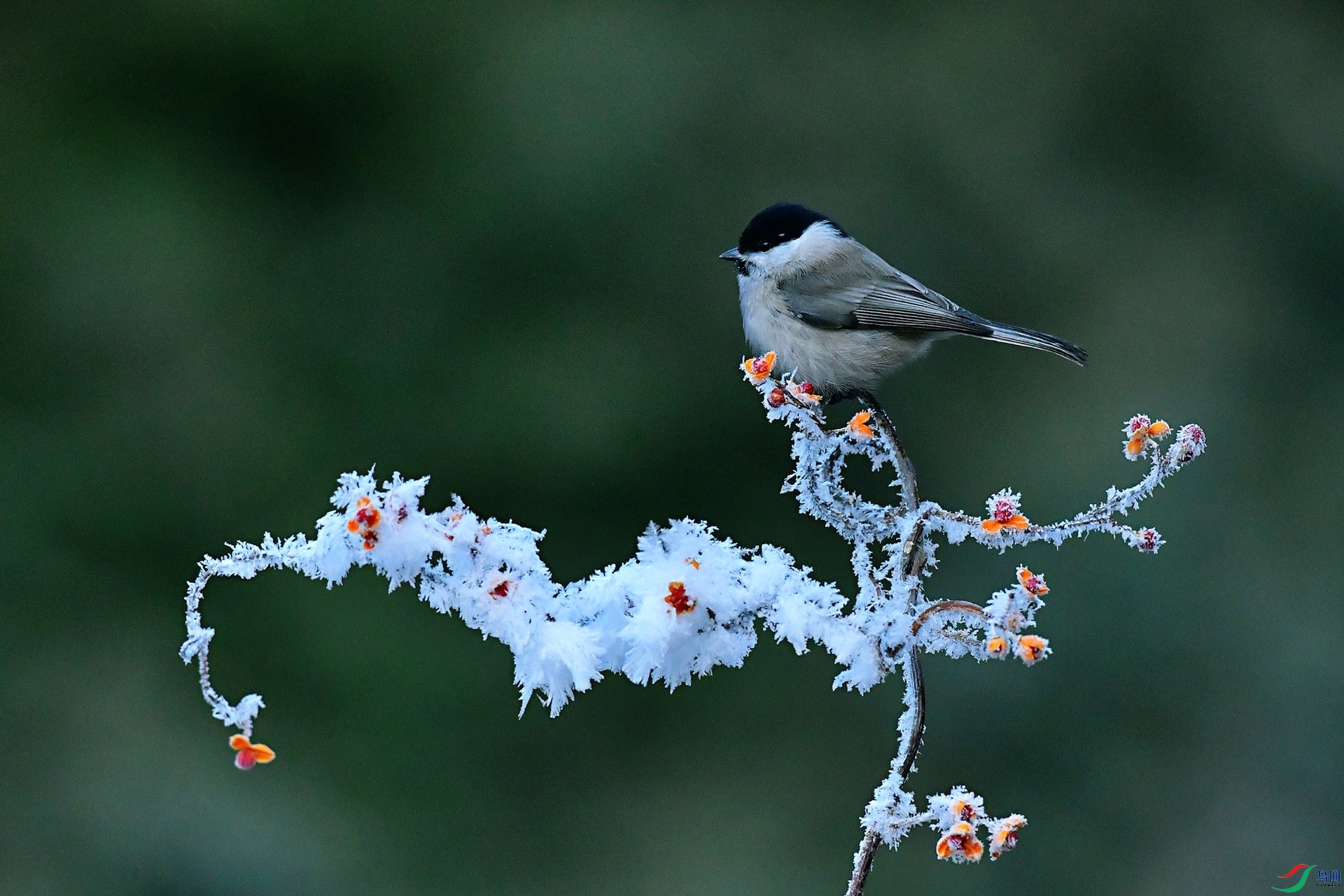 ��֦����