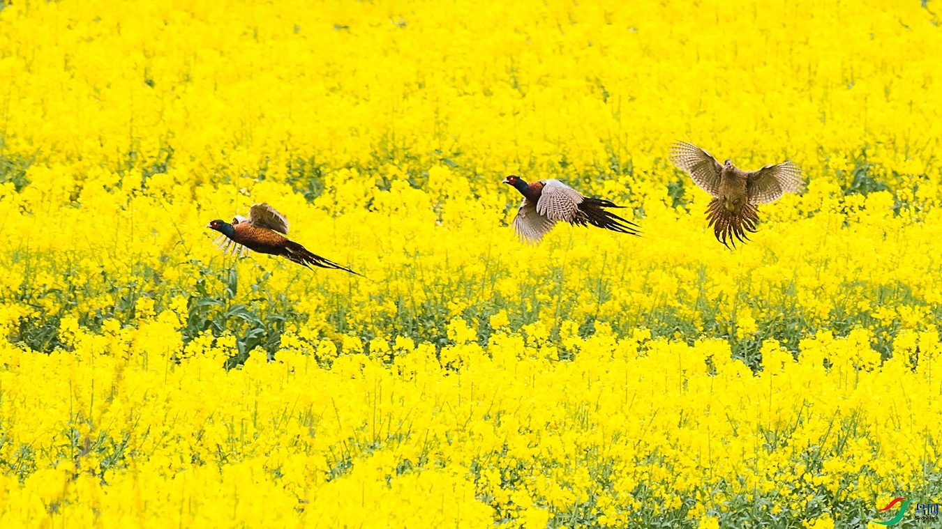 DSC_2511 - ����.jpg