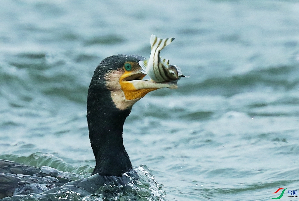 不好对付的海黄蜂