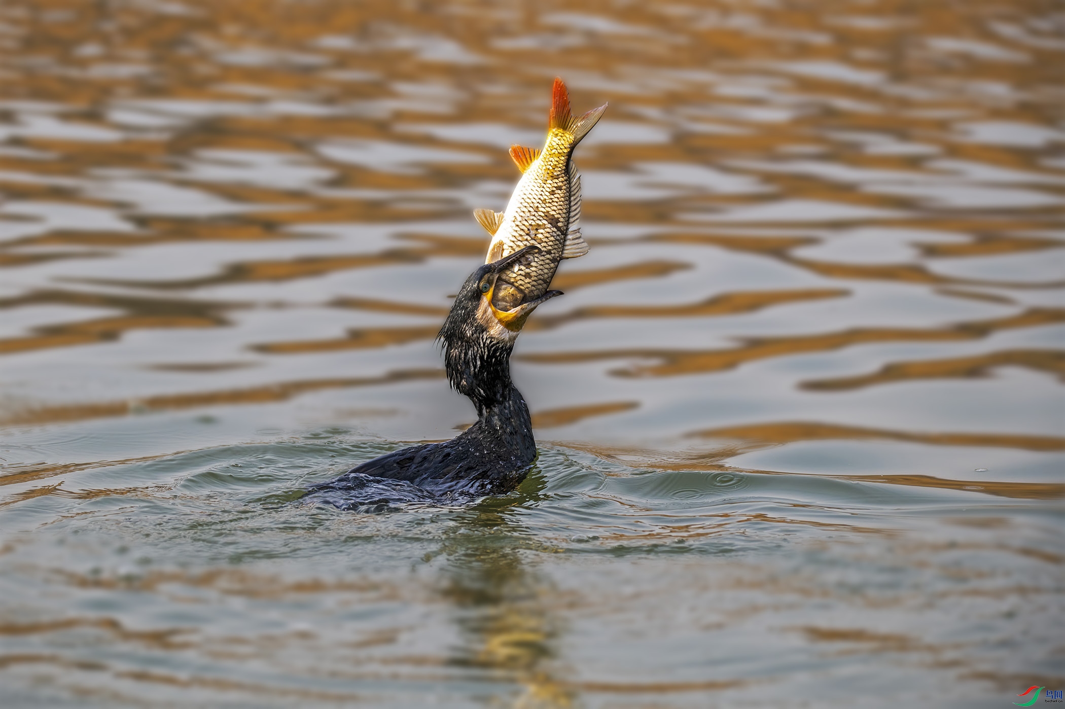 DSC_5024-1.jpg