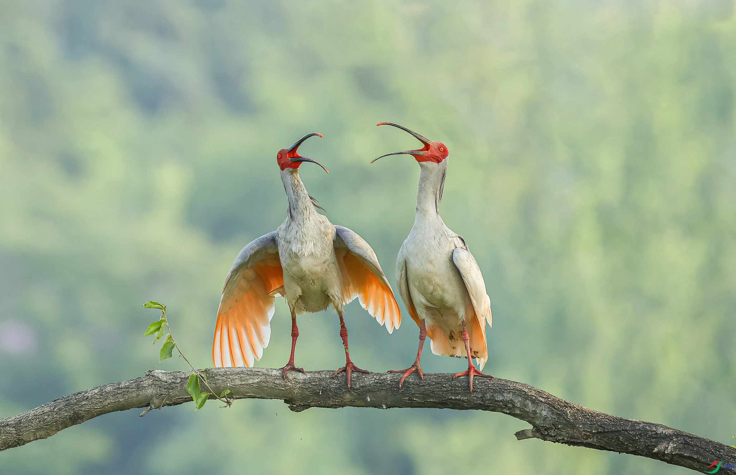高歌~~~贺图获《首页每日佳作》
