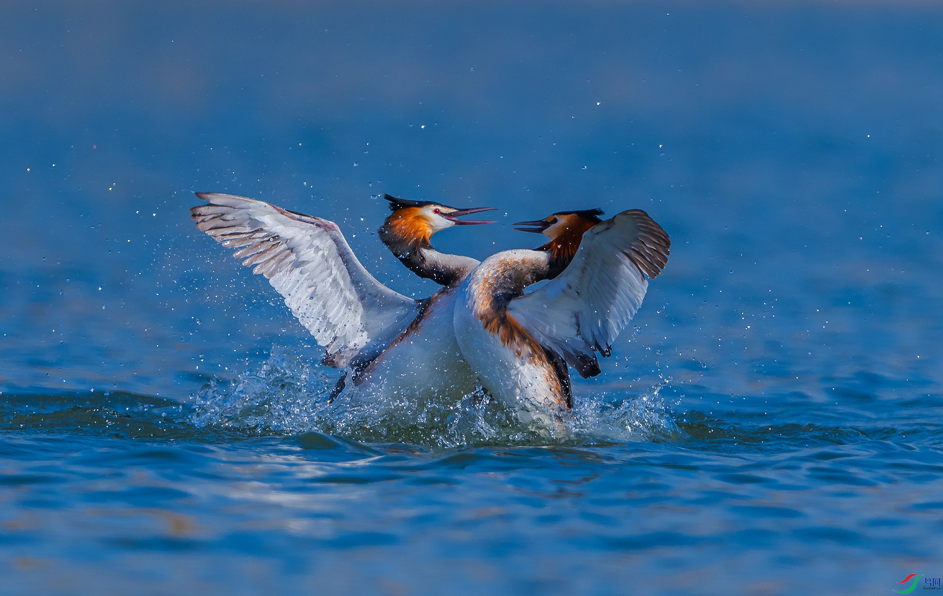 凤头求偶季之争斗