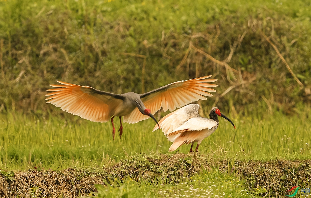 本帖最后由 虫朋鸟友 于 2021-3-26 09:34 编辑  点赞0 微信