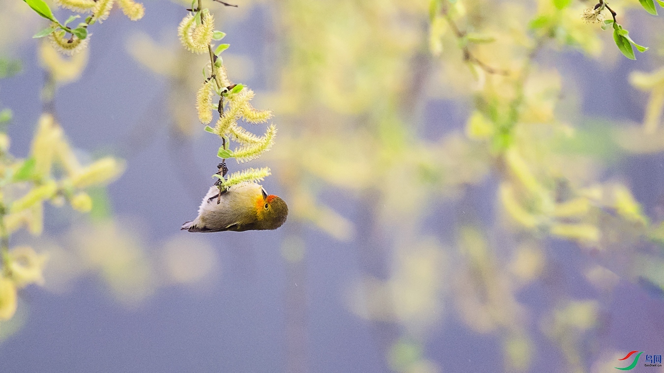 DSC_0819 - ����.jpg