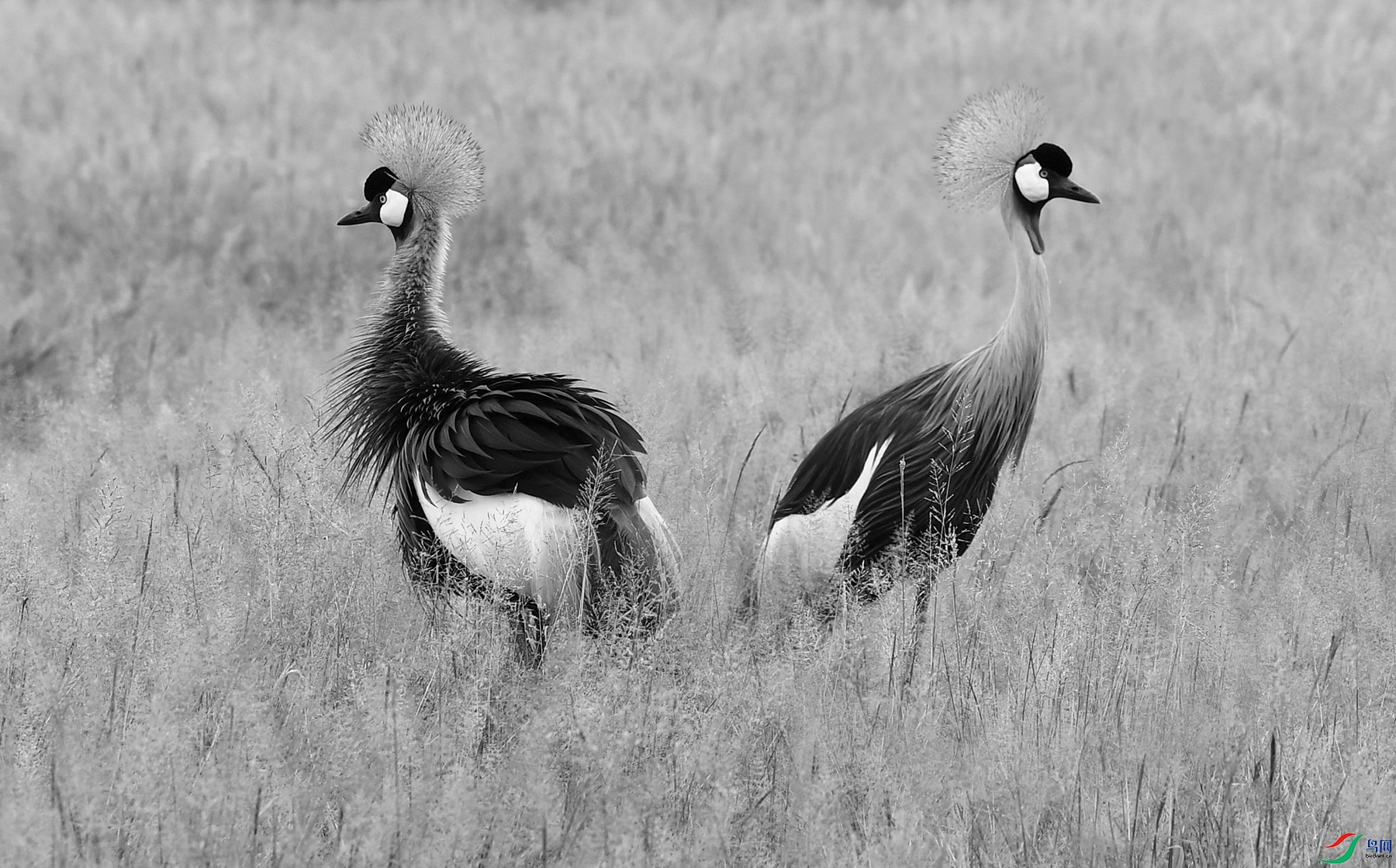 灰冠鹤周一问好