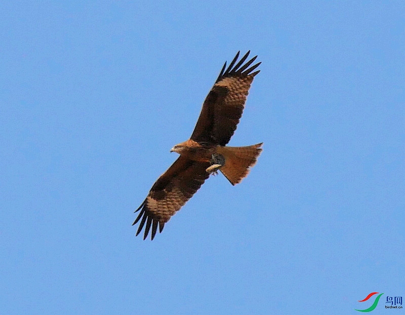 P6260833 - ����.JPG