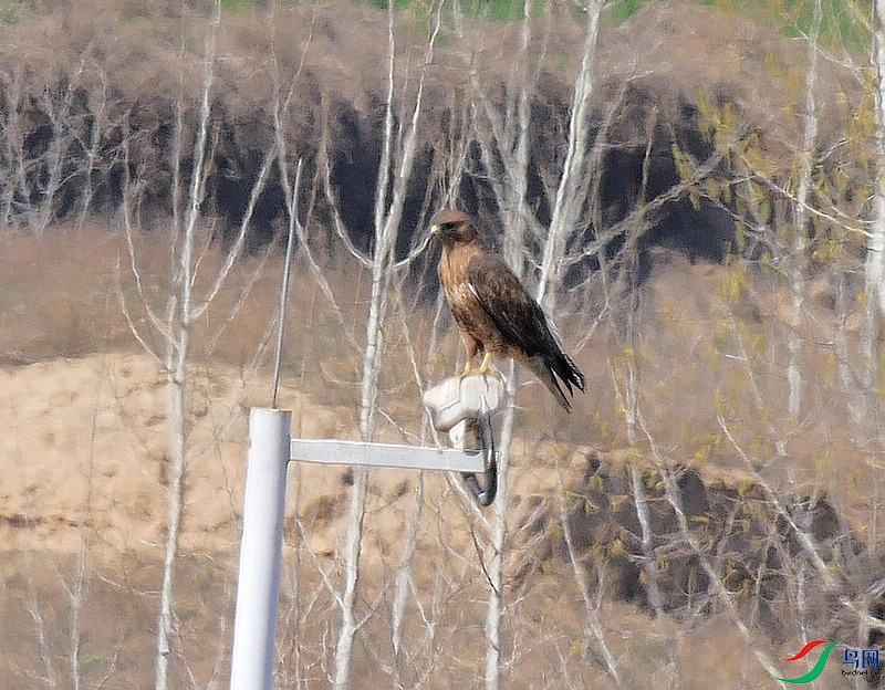 P6260995 - ����.JPG