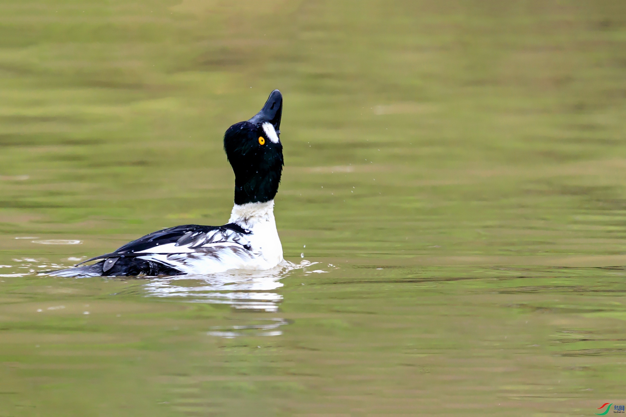 仰望天空(鹊鸭)