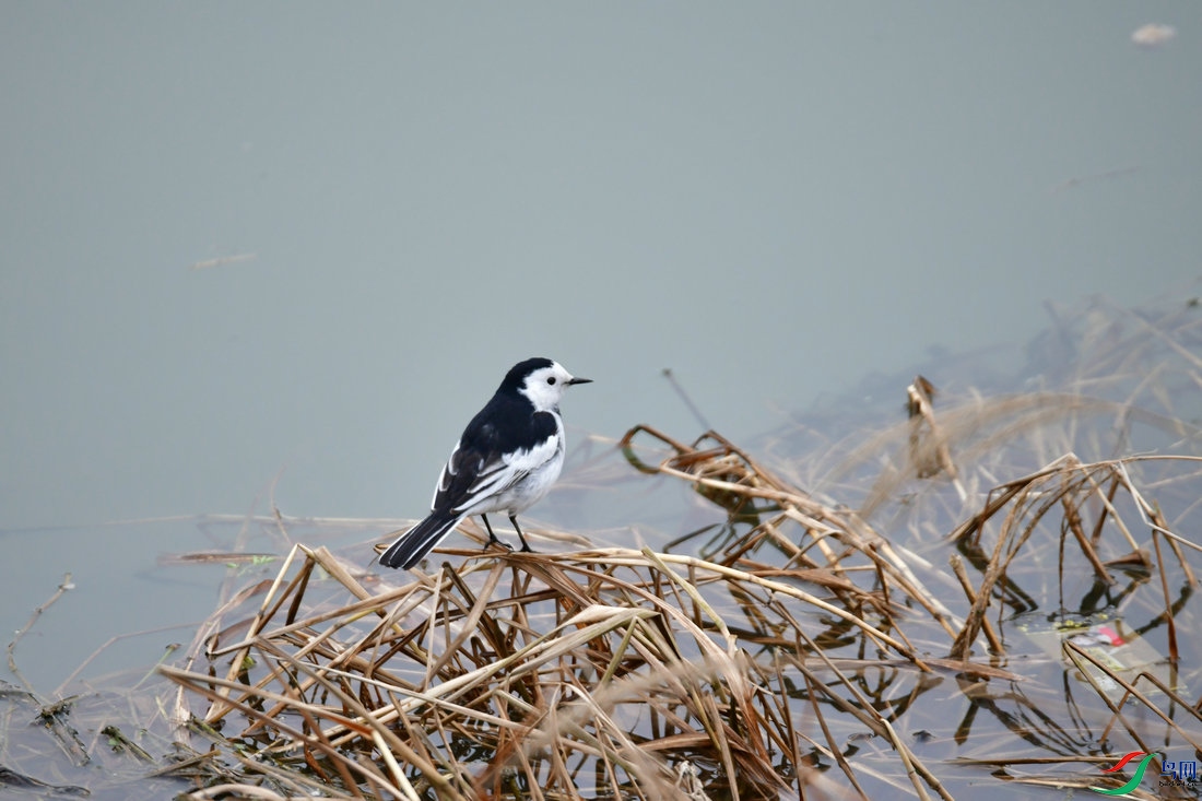 DSC_2890.JPG