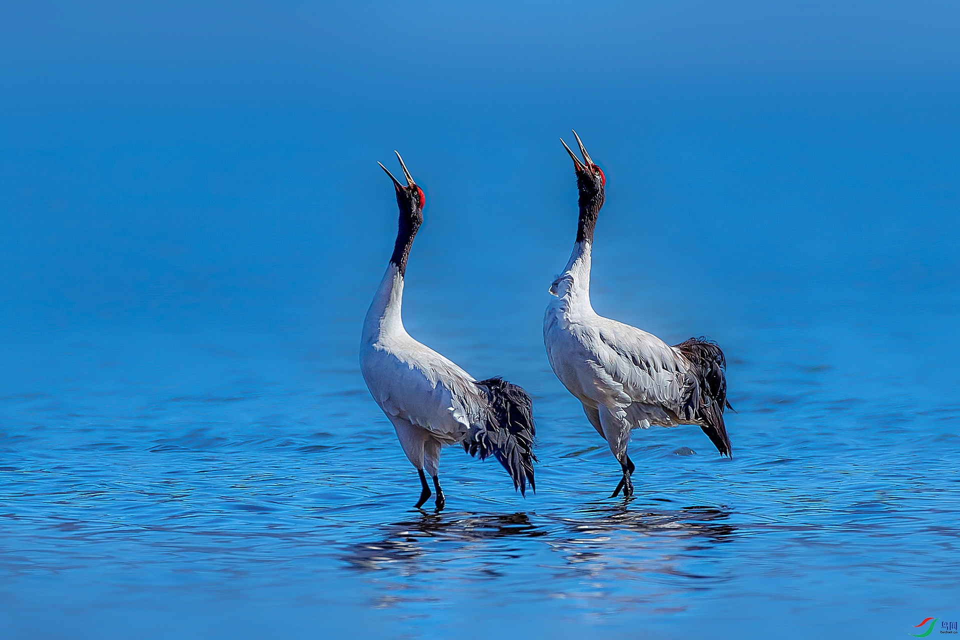 AV3I9957-1-gigapixel-width-5000px-zw-HZW.jpg