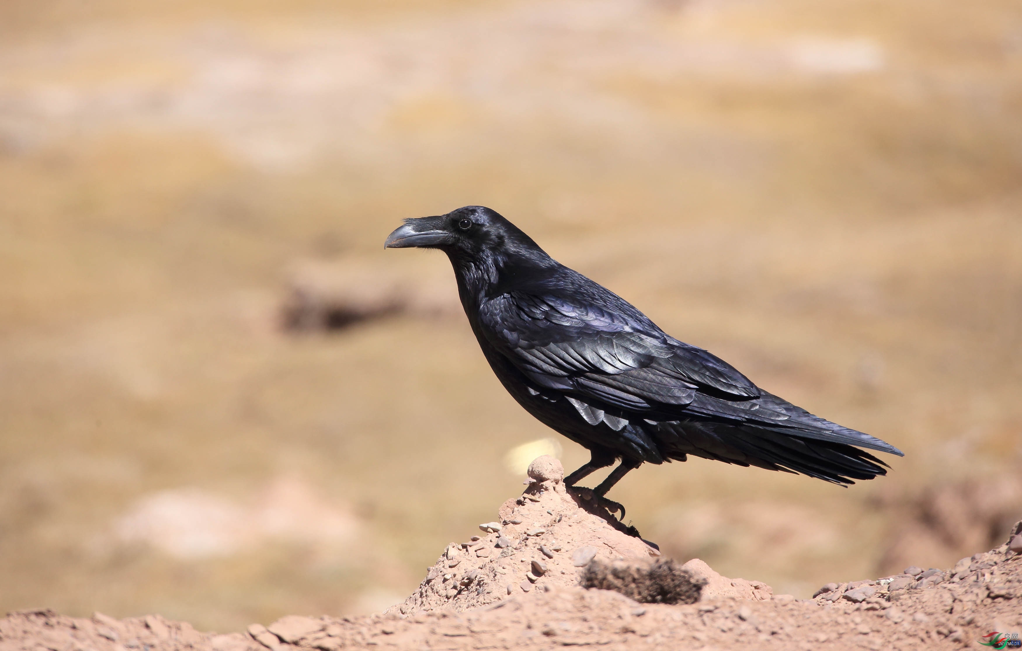 ��Ҳ����   ��ʦ���������ɹ������������׶���������ǰ��.jpg