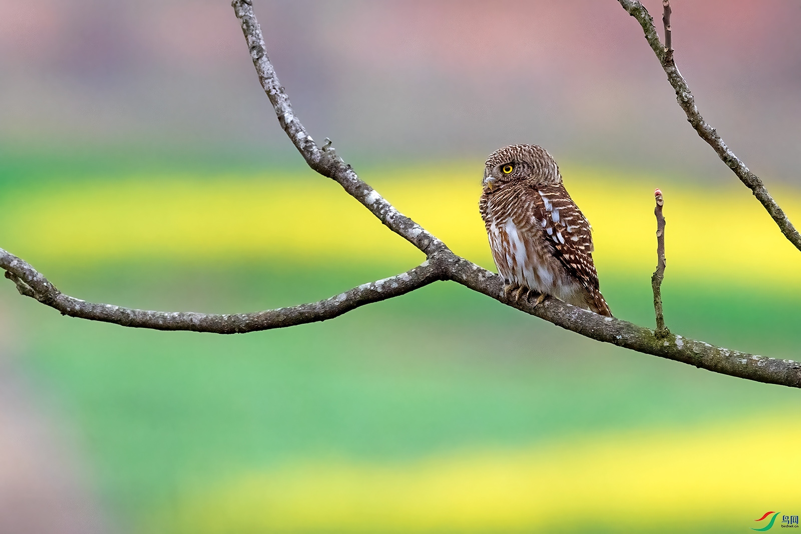 DSC_7488С.jpg