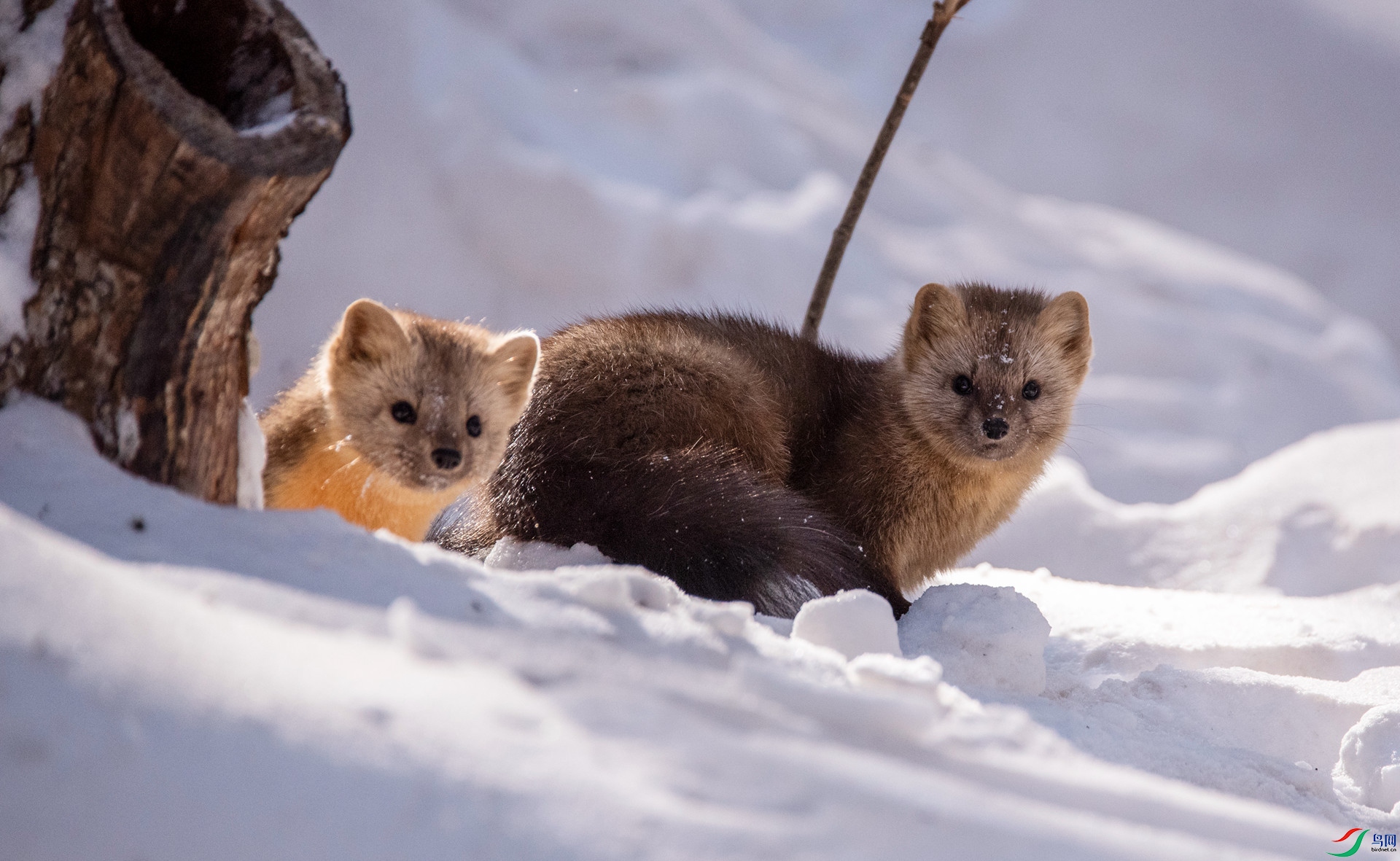 哺乳紫貂贺荣获首页精华