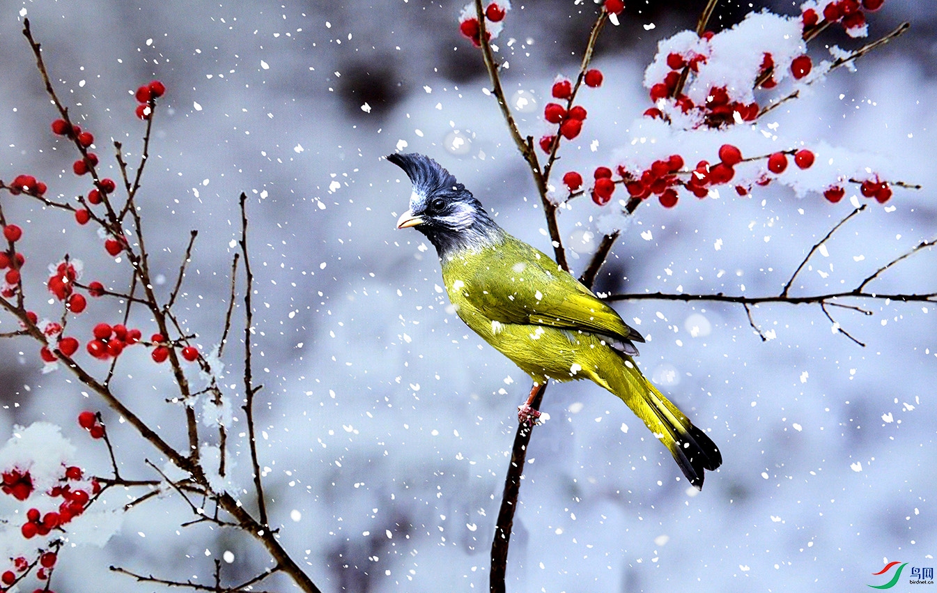 5.��ѩ�׷���-��ͷȸ����2410AM.jpg