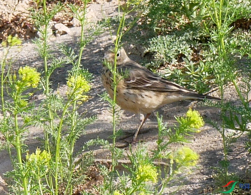 P6250893 - ����.JPG