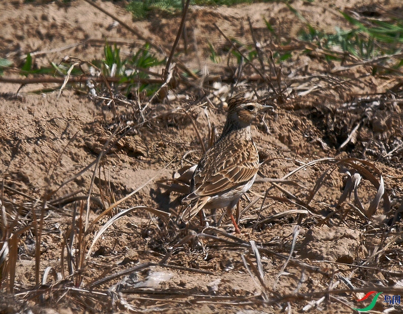 P6260590 - ����.JPG