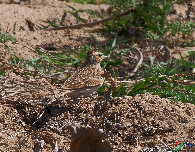 P6260599 - ����.JPG