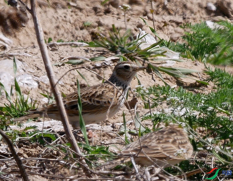 P6260622 - ����.JPG